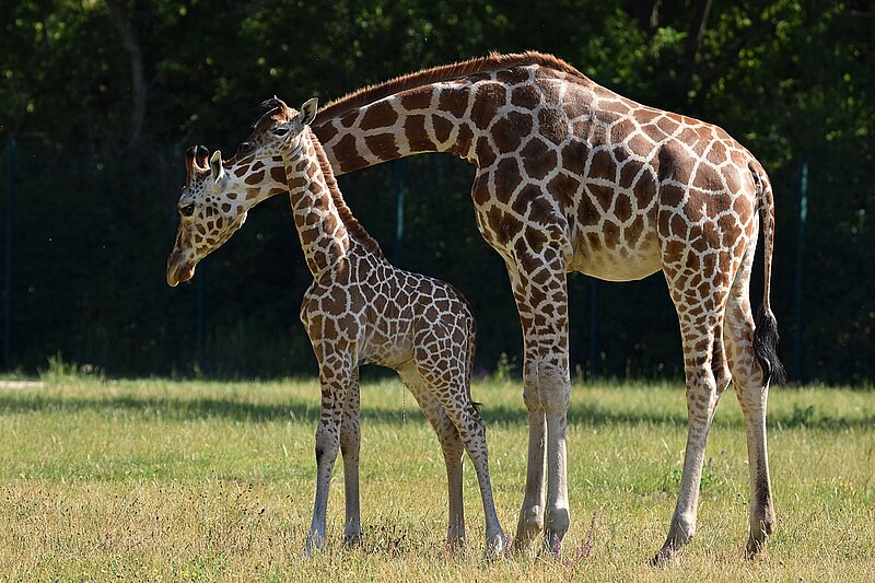 Eine Giraffe mit ihrem Giraffenbaby auf einer grünen Wiese im Tierpark