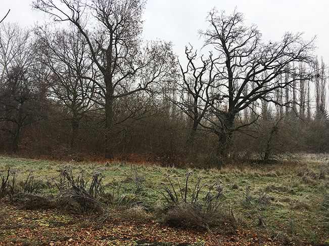 Zentrale Waldfläche